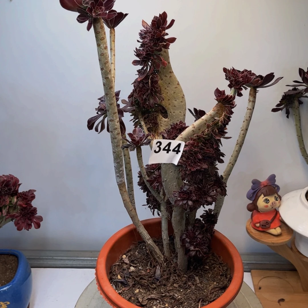 多肉植物黑法师缀344