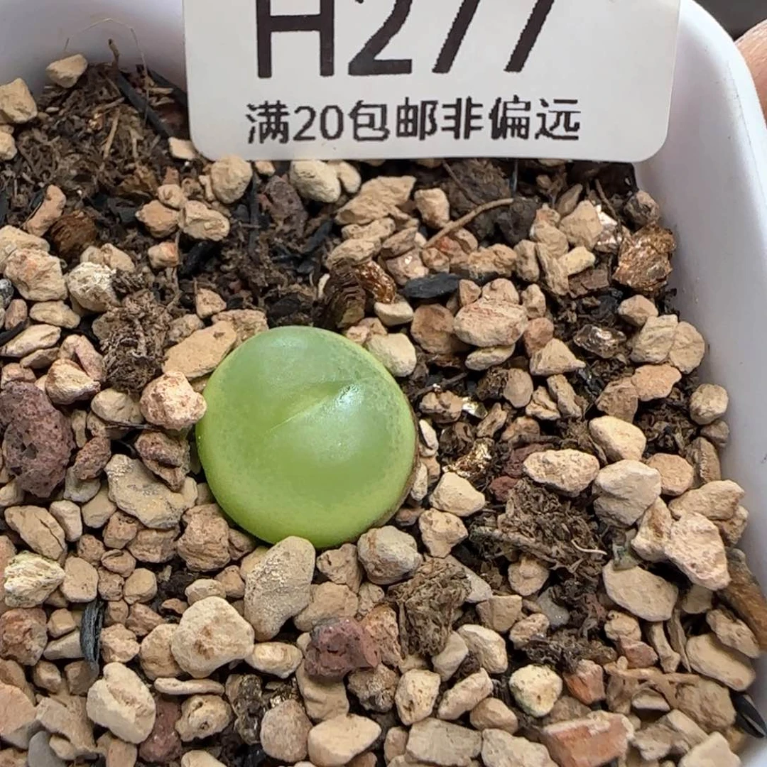 拉登1.3带盆土。      1200