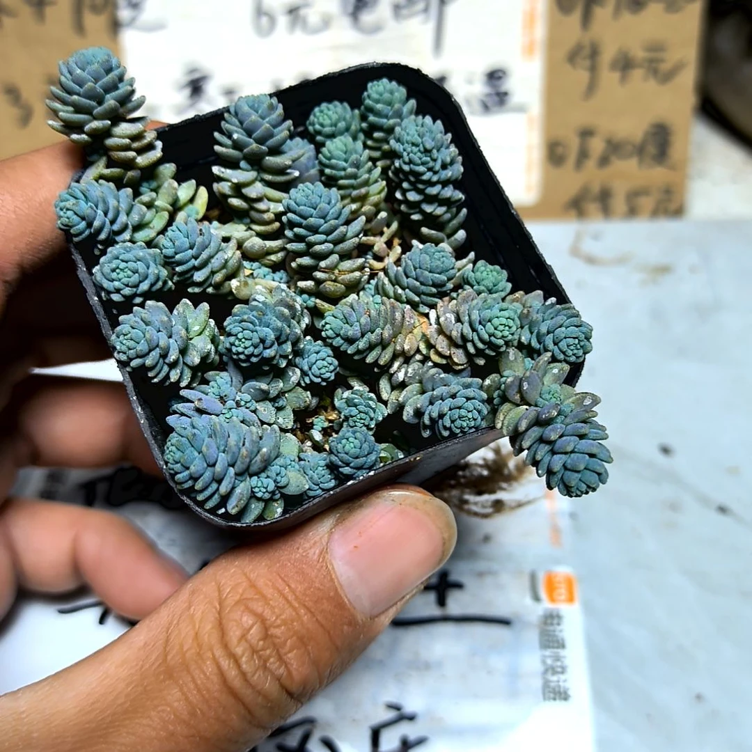 满6元包邮，姬星美人方盆