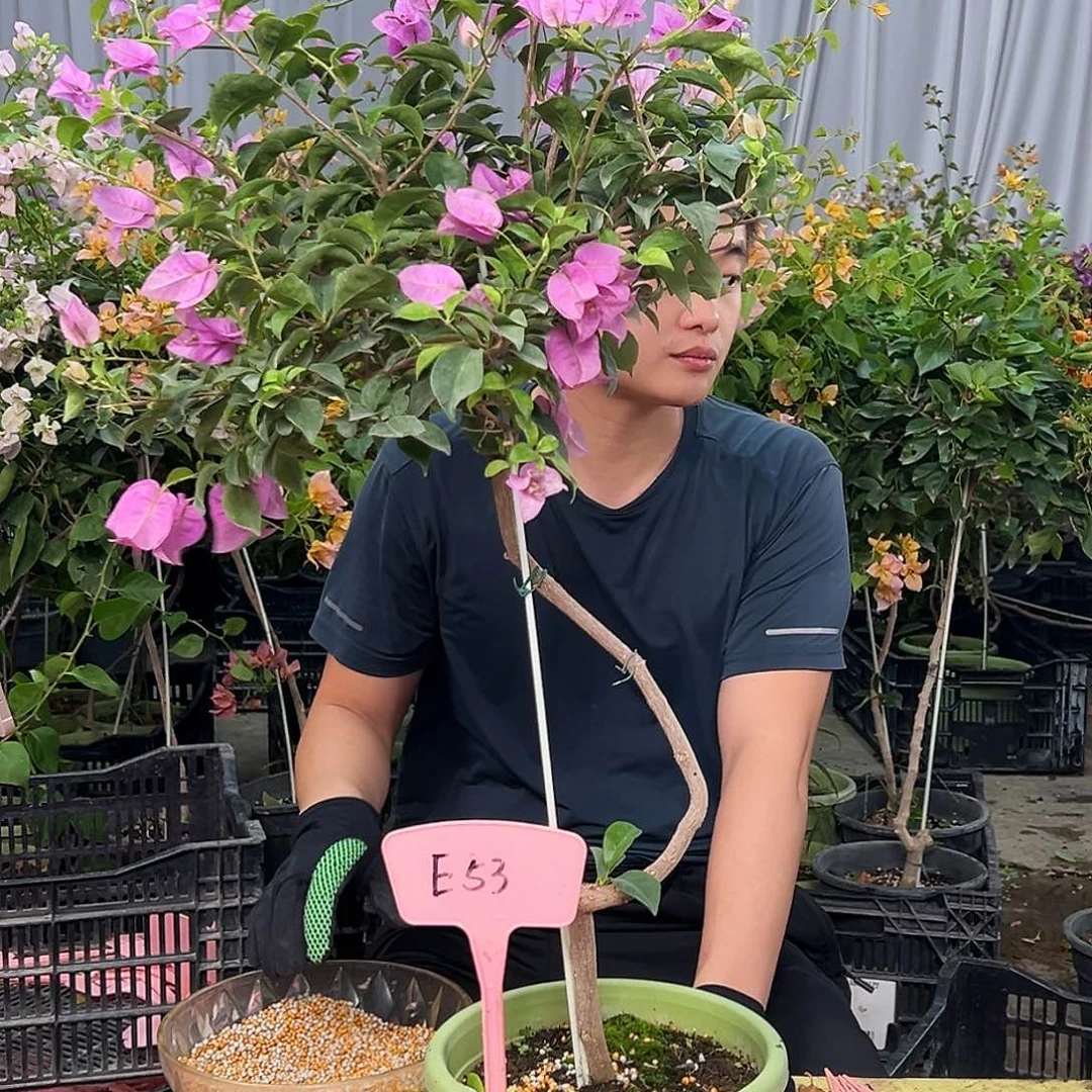 人***，当前无花栽培后可以开花E53雪紫