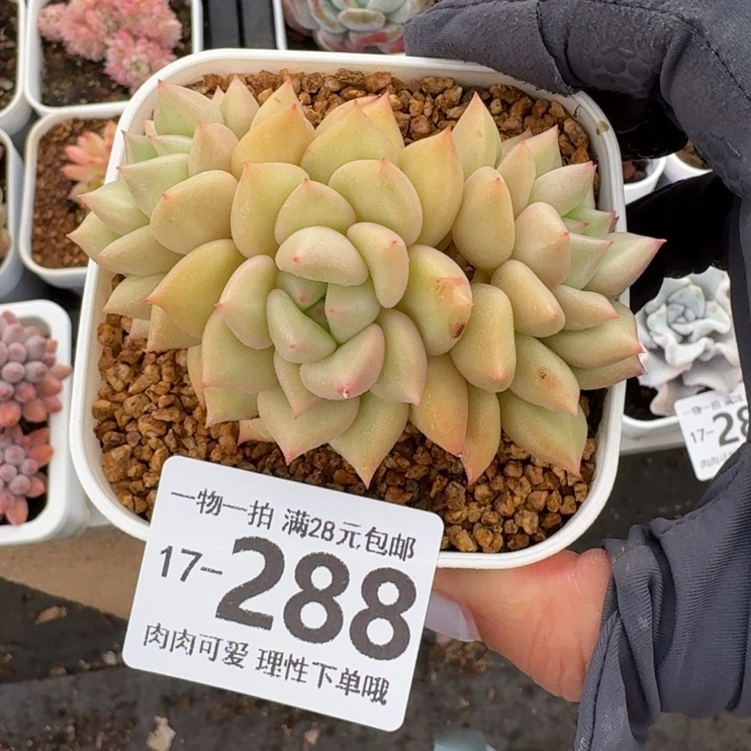 黄金象牙无盆土发货无