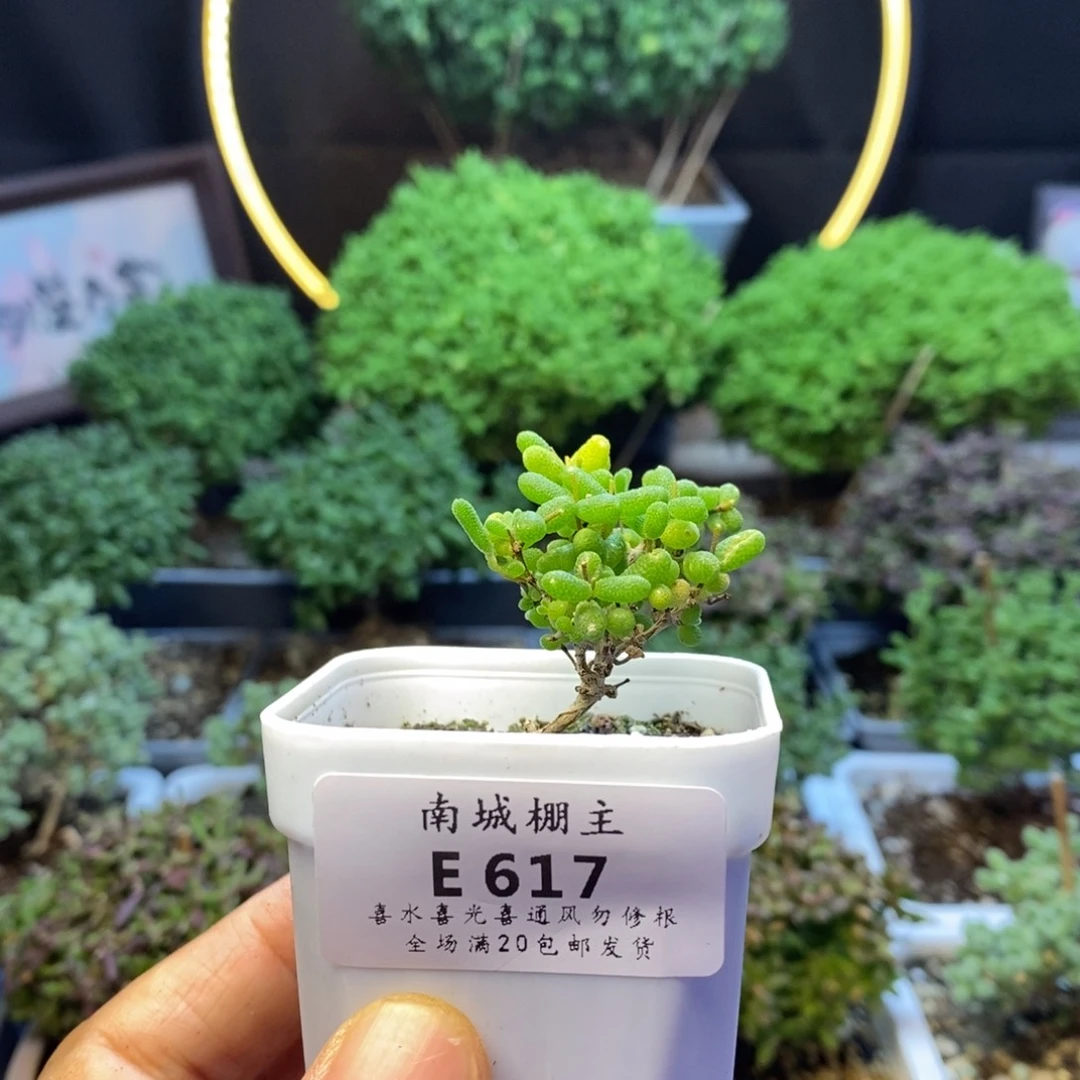 617蜜橘糖球枝干