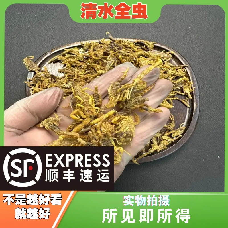 全蝎成都中药材批发别名:全虫、主薄虫、杜伯、茯背虫