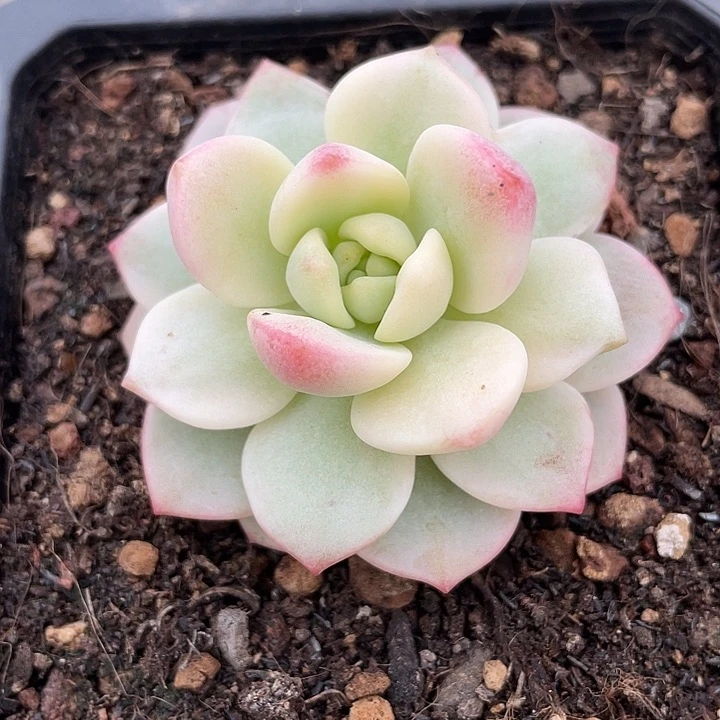 香草锦。锦龙园艺6