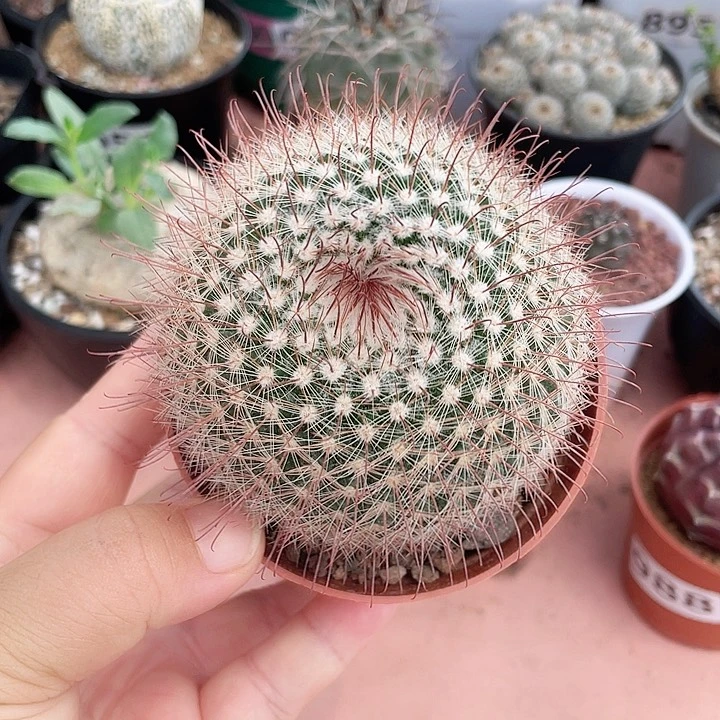 012绯秀玉仙人球植物