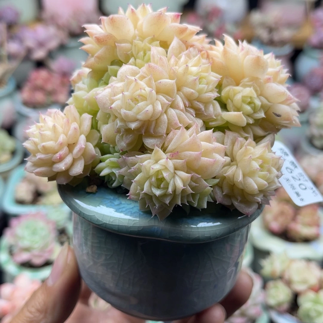 兔**?620 韩麦 带陶瓷盆发货 满28包邮