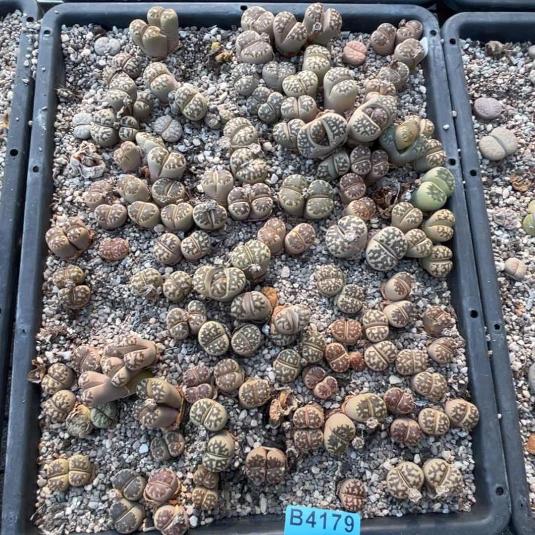 是***。4179丽红框不退不换不售后