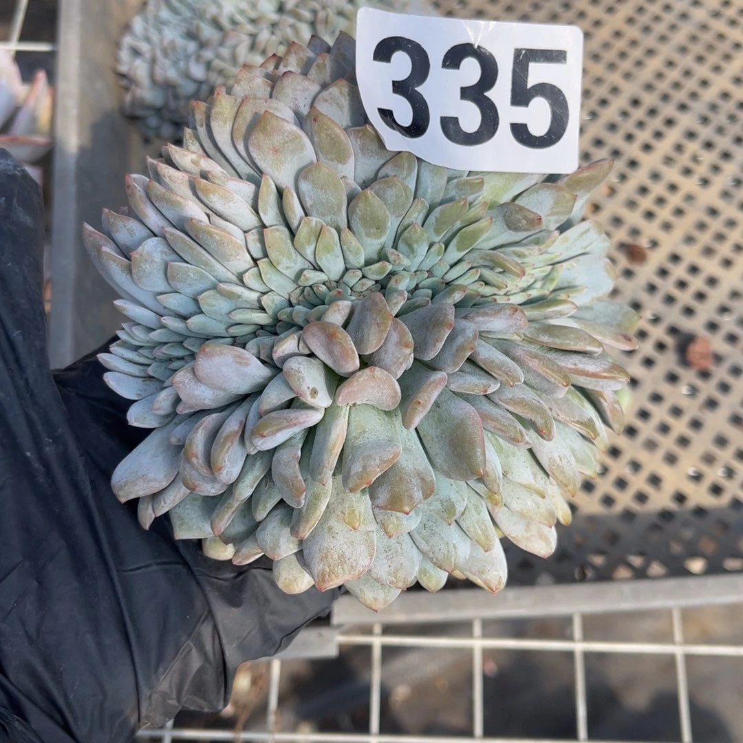 335号45888989914888