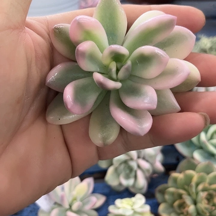 1898奥普粉锦炸多肉植物