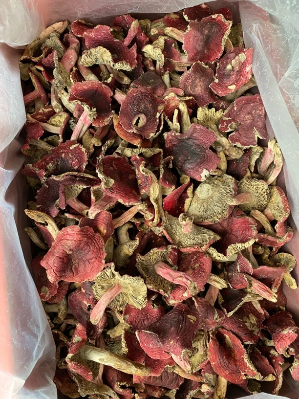 【美莲红菇】福建深山开伞正红菇干货炖汤汤鲜美天然