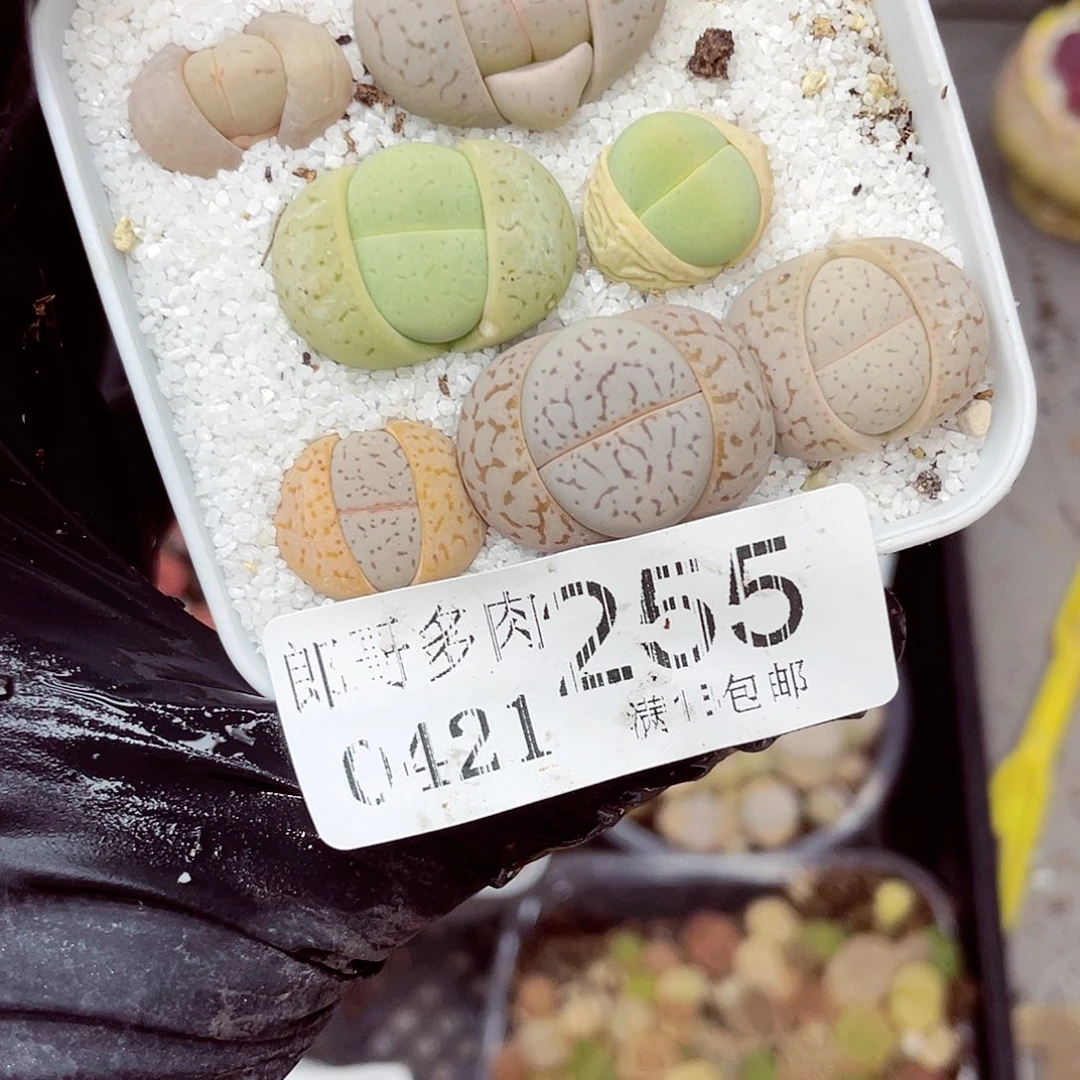 朗哥多肉18包邮0421-255