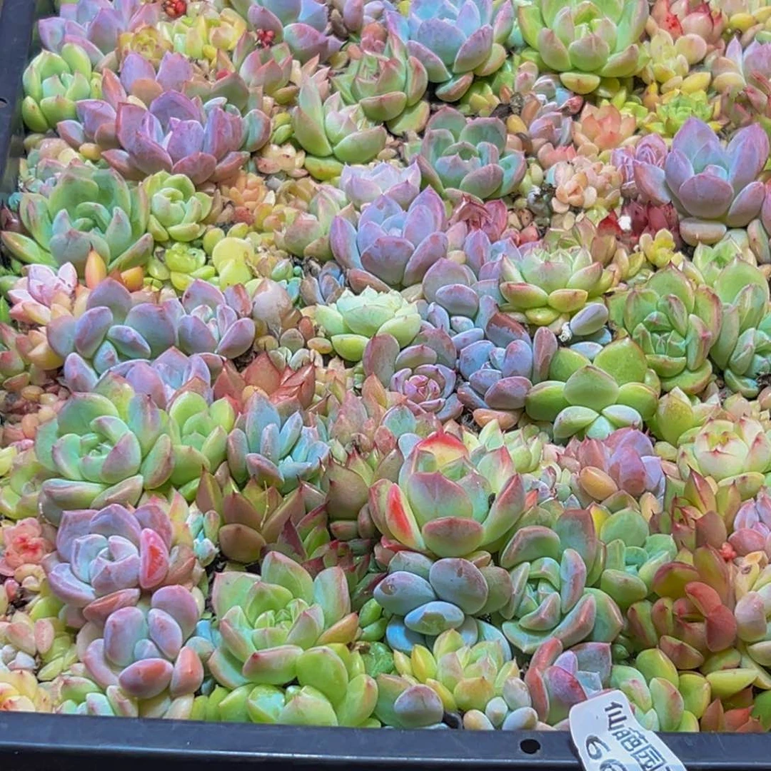 微****664多肉葡萄干和一个小