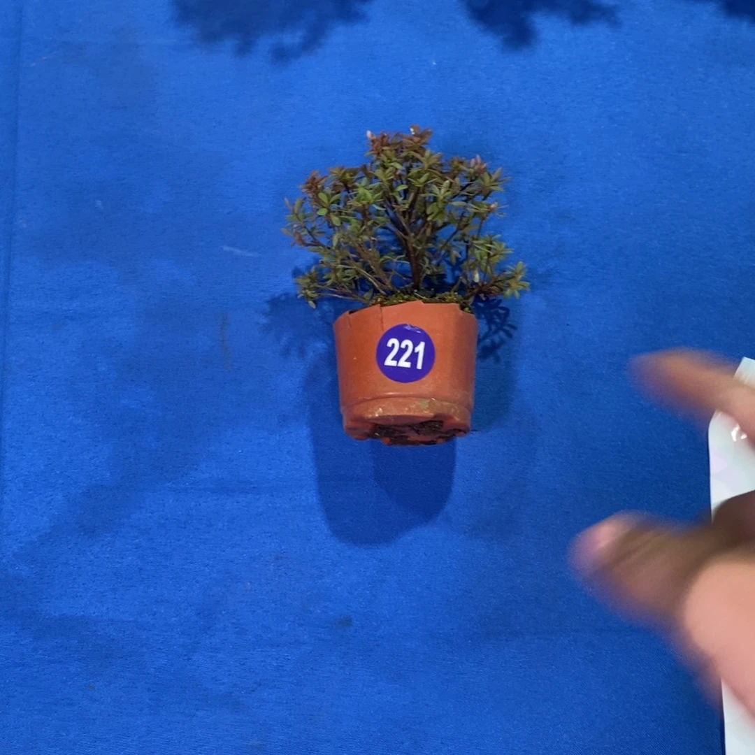 红陶给****张红红火火过大年221