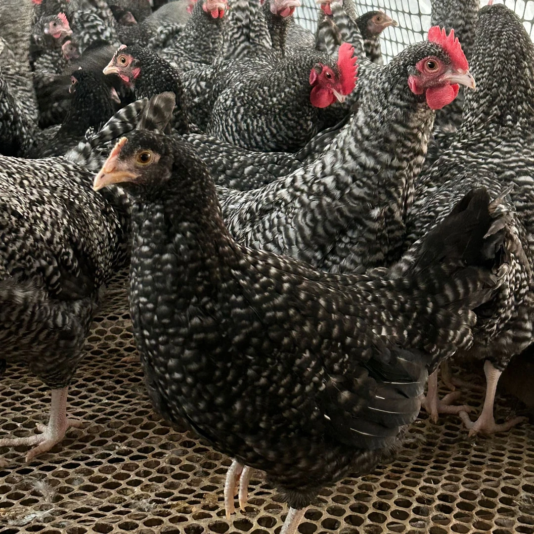 芦花成年鸡品种 宠物鸡包邮到家