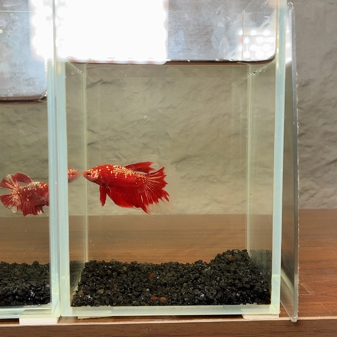 斗鱼红金半月公鱼