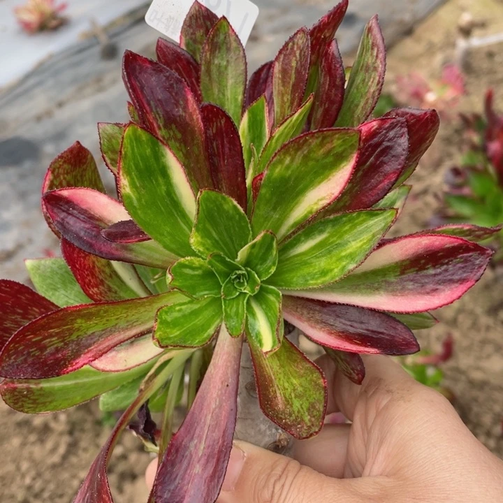 671魅影七彩嫁接多肉不包掉头12345678