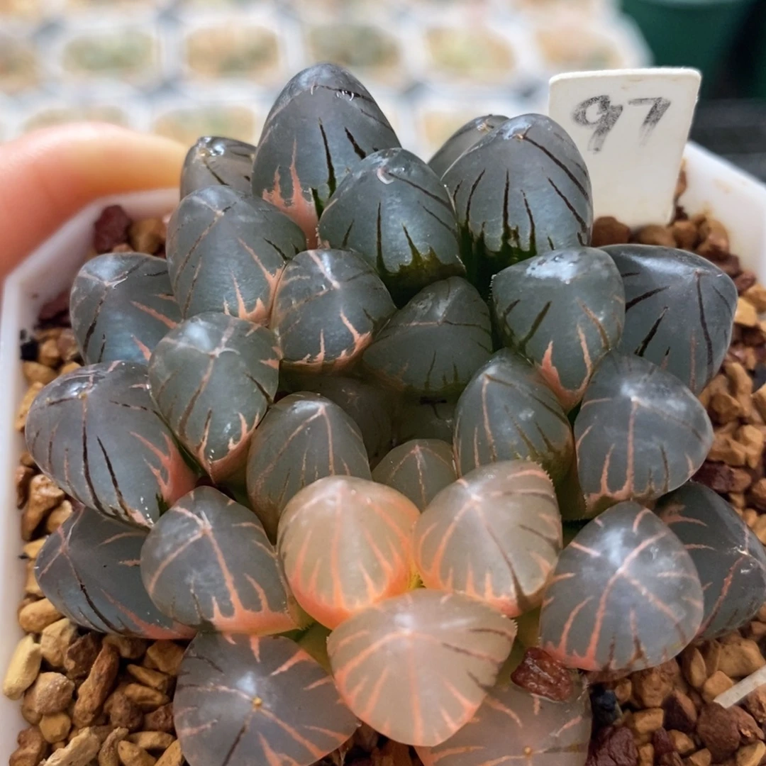 不开花植物97霓虹灯