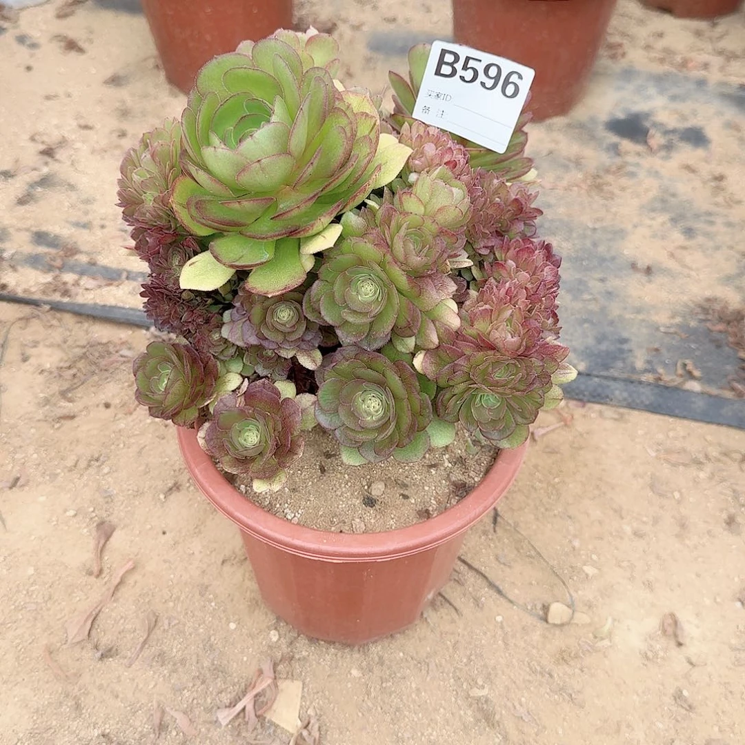 596万朵朵一颗满28包邮