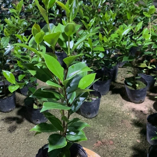 当前无花栽培后可以开花