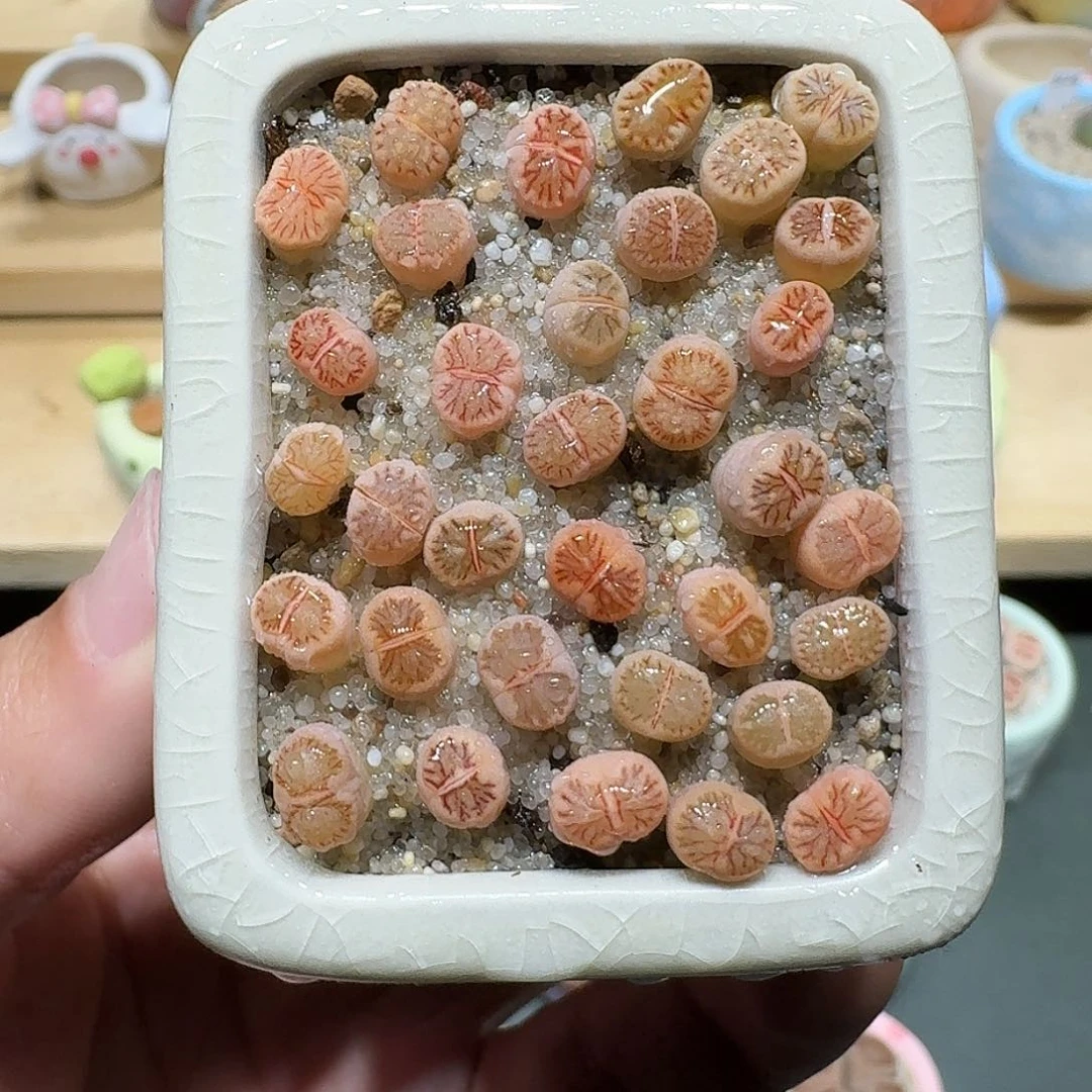 红陶蘑菇625菊纹章