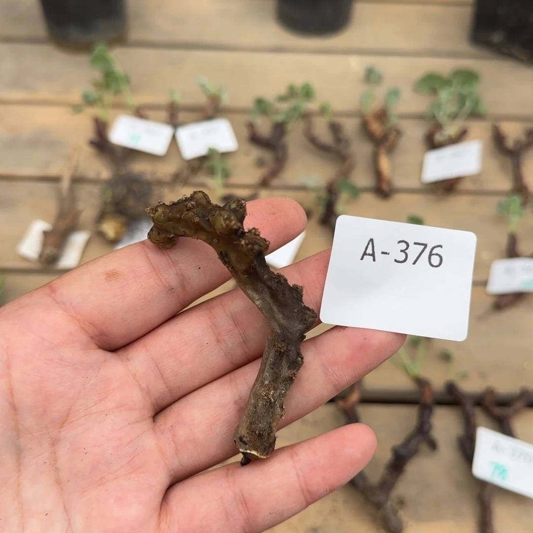 376黑皮月界断枝块根植物