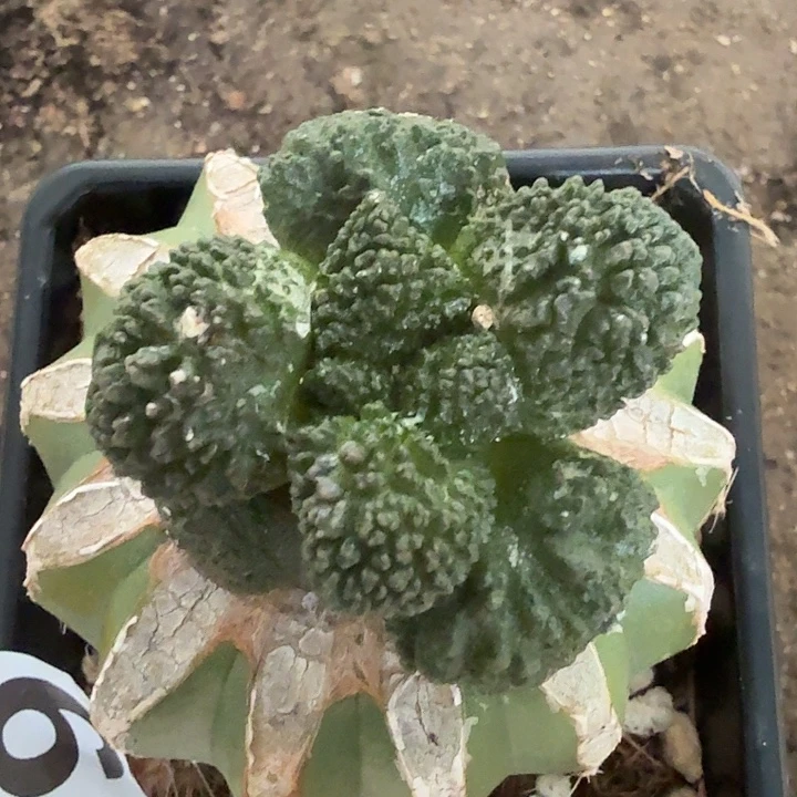 无花朵179黑斯拉牡丹东三