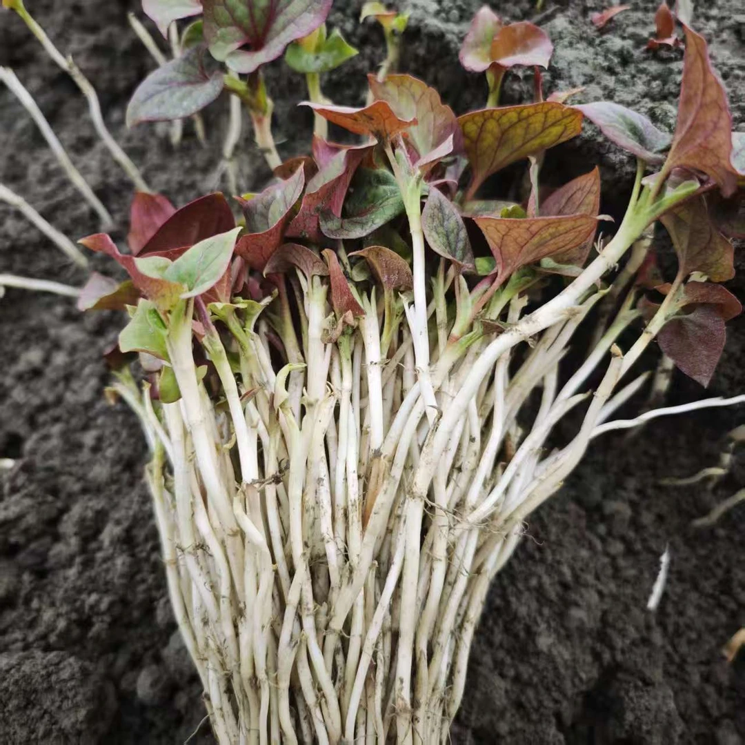 四川现挖折耳根嫩芽折耳根猪鼻孔凉拌菜新鲜蔬菜鱼腥草嫩芽