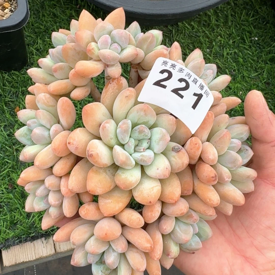 香水群生整装无砍