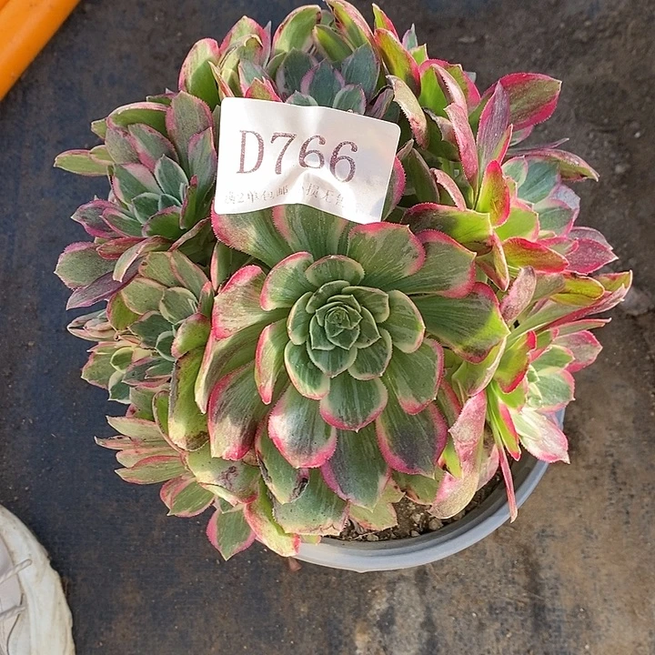 766粉海王多肉不周正