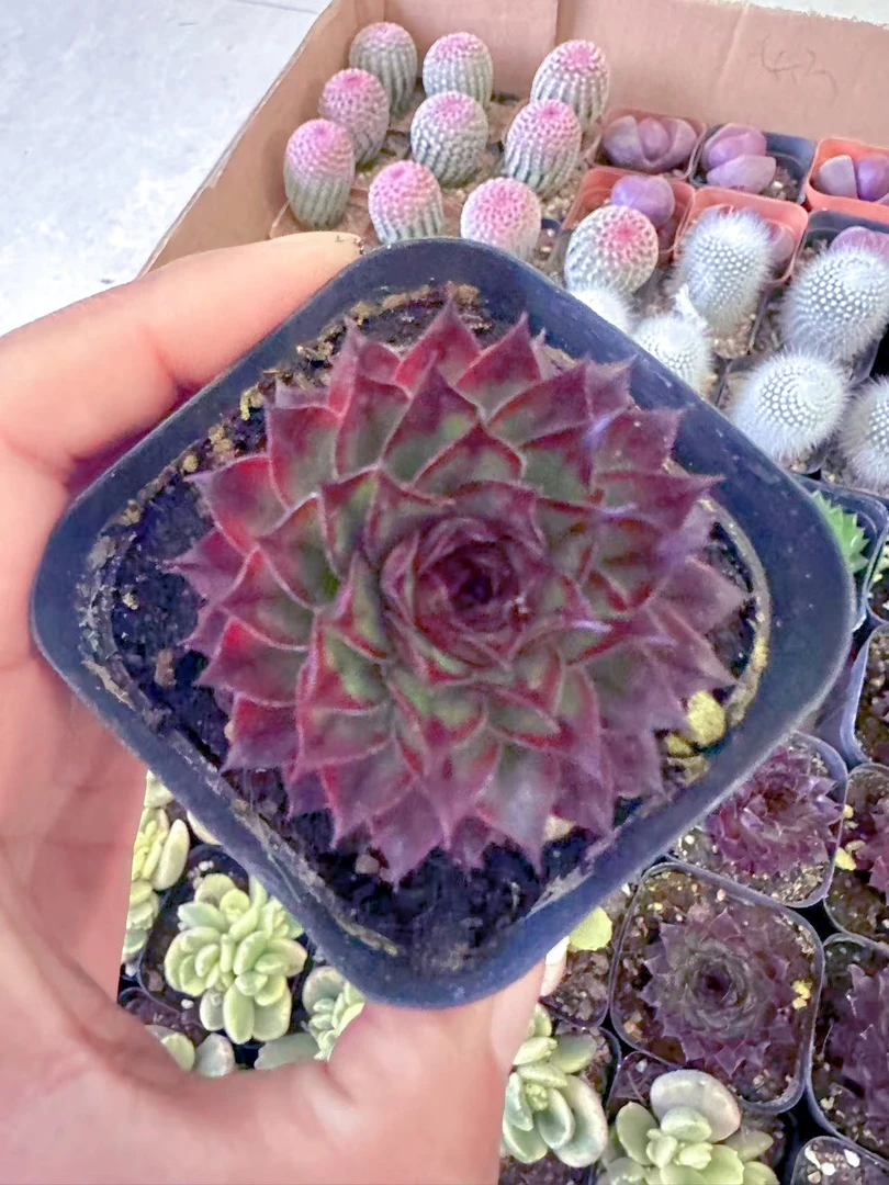 长生草野马多肉植物（满9.9元包邮发货）