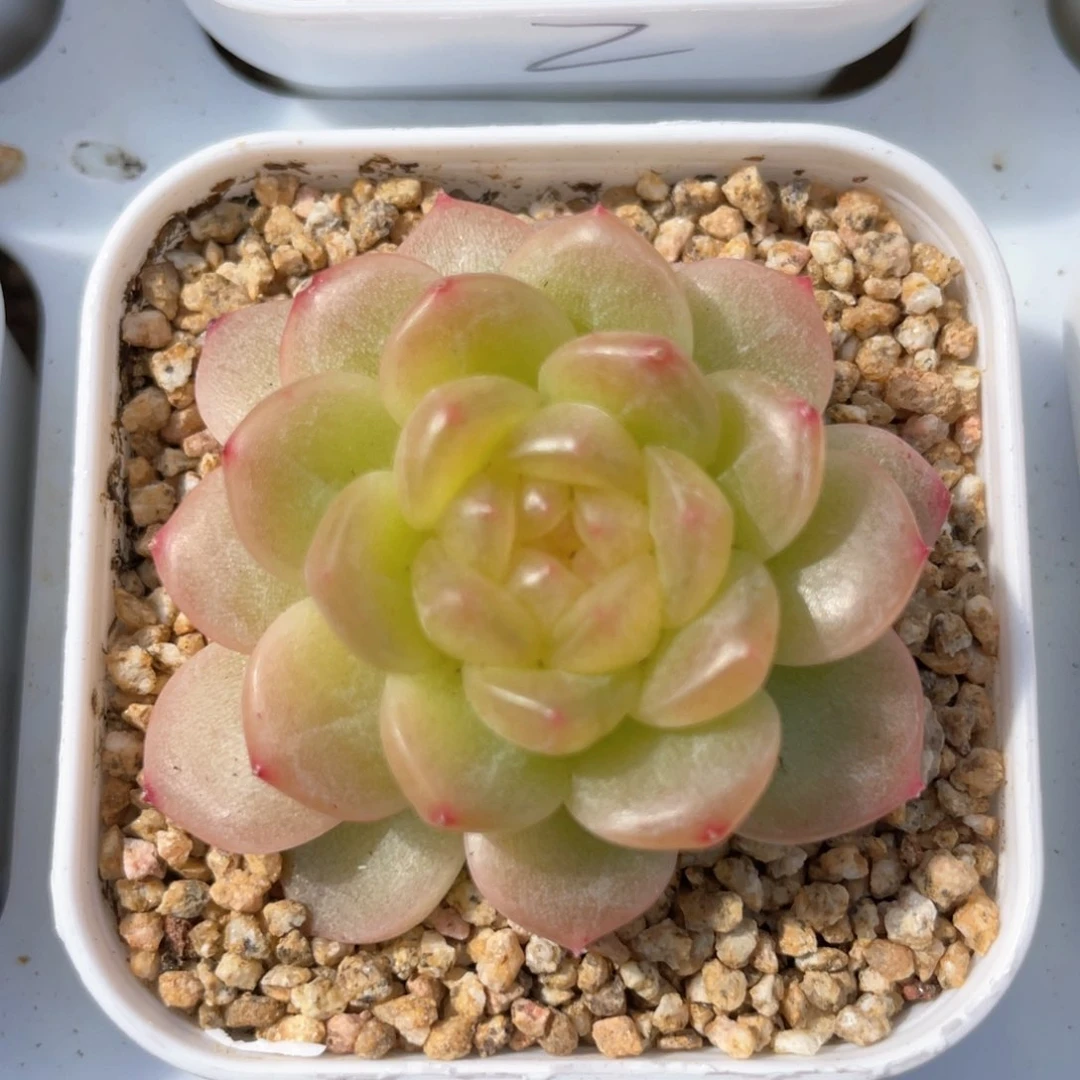 优选青提福利1490