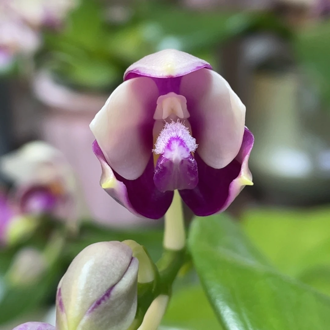 全部花苞花苞，晕染跳瓣