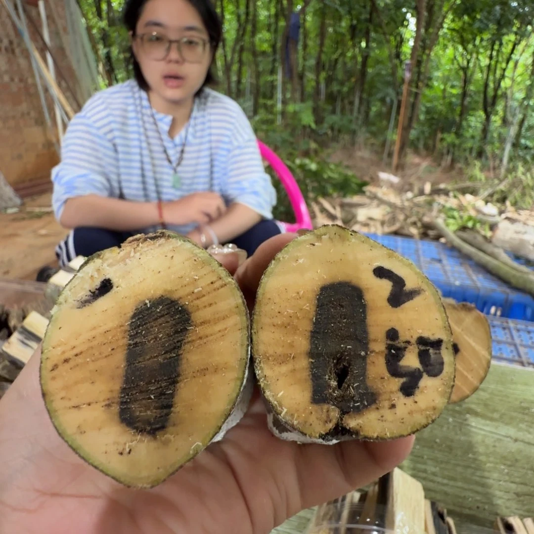 线香奇楠沉香原木