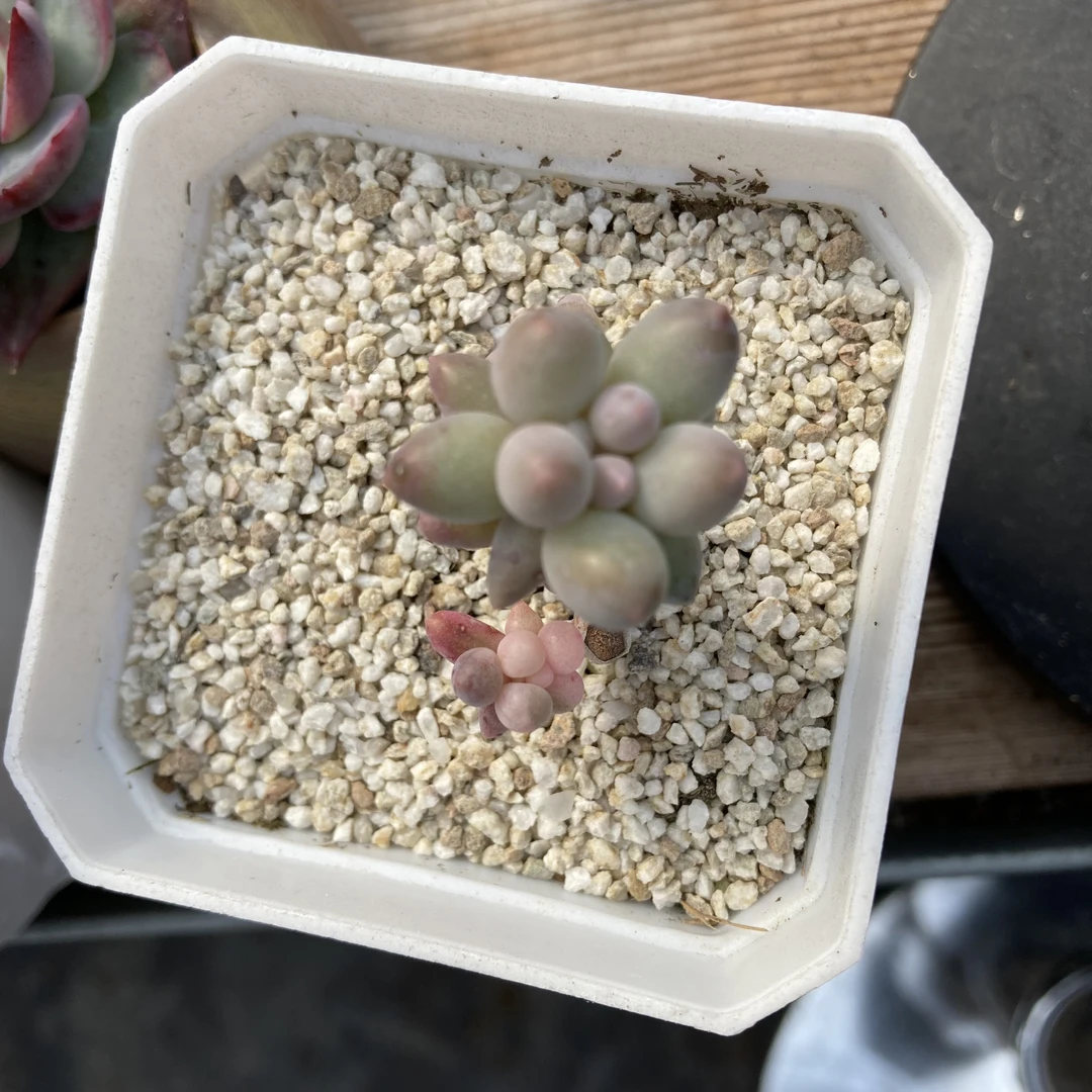 所罗门锦多肉植物