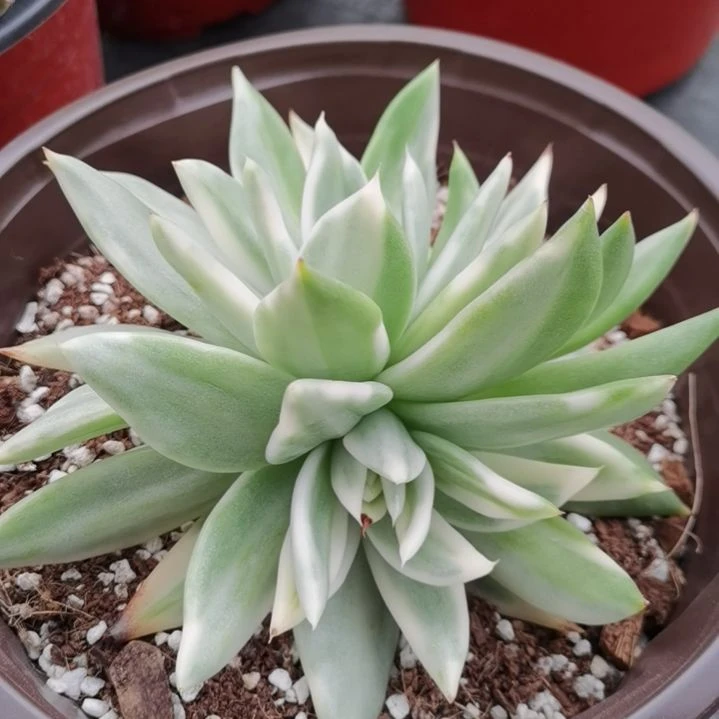 虎鲸超白三花脸东云家