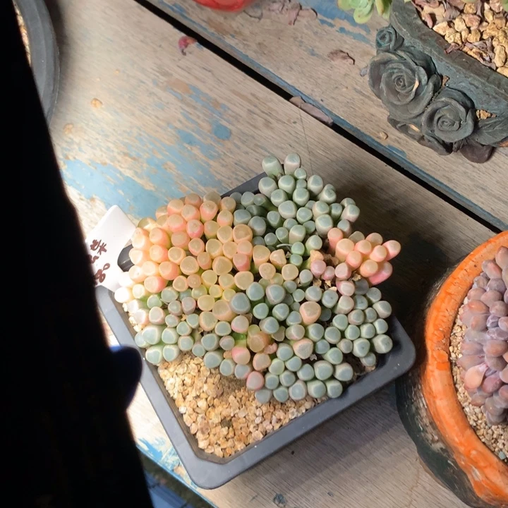 多肉大群好看发货