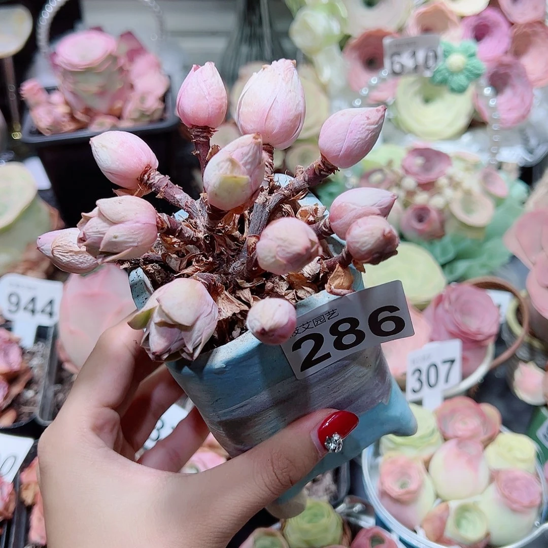 286地中海花园飘枝群。