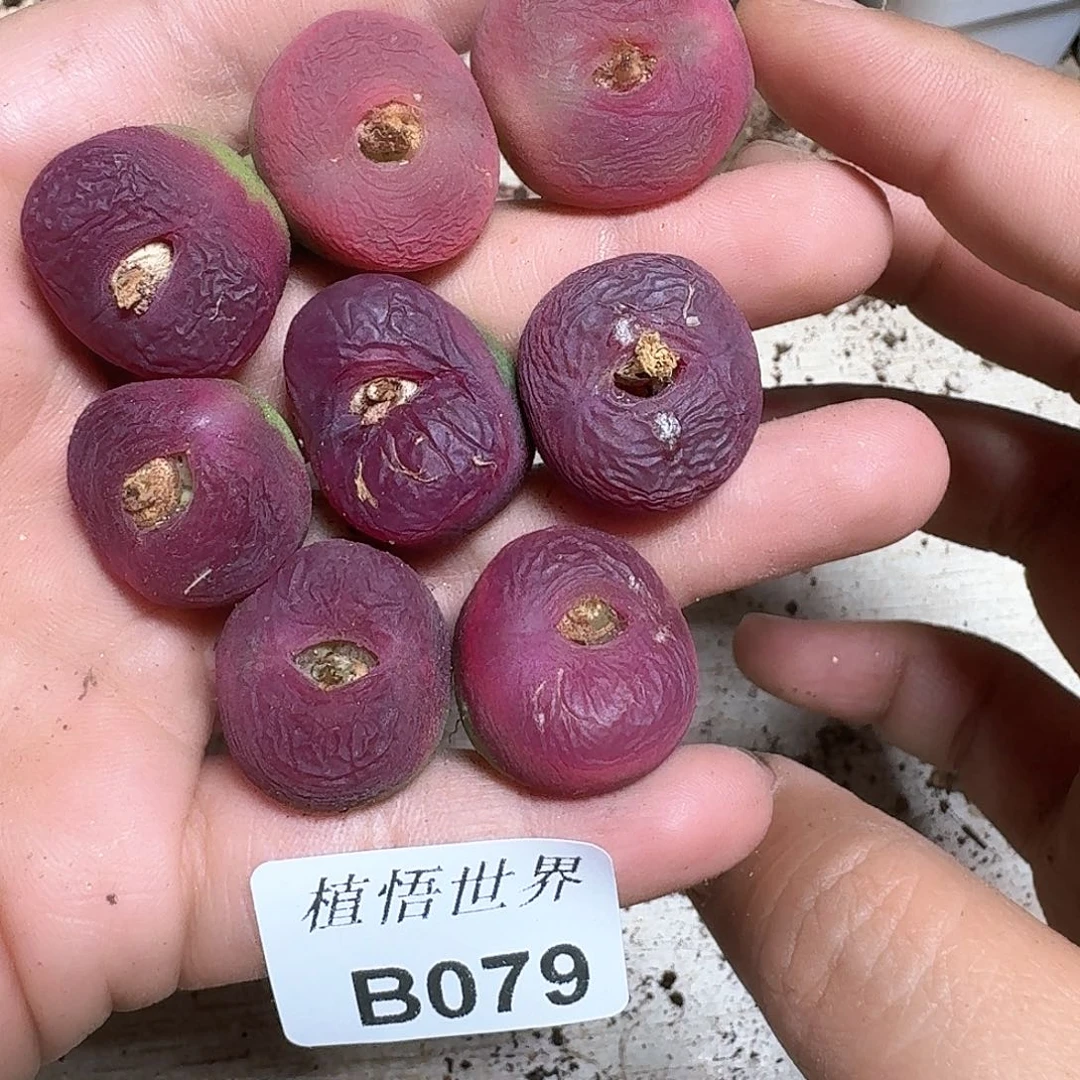 1颗一组量拍多肉植物哇c