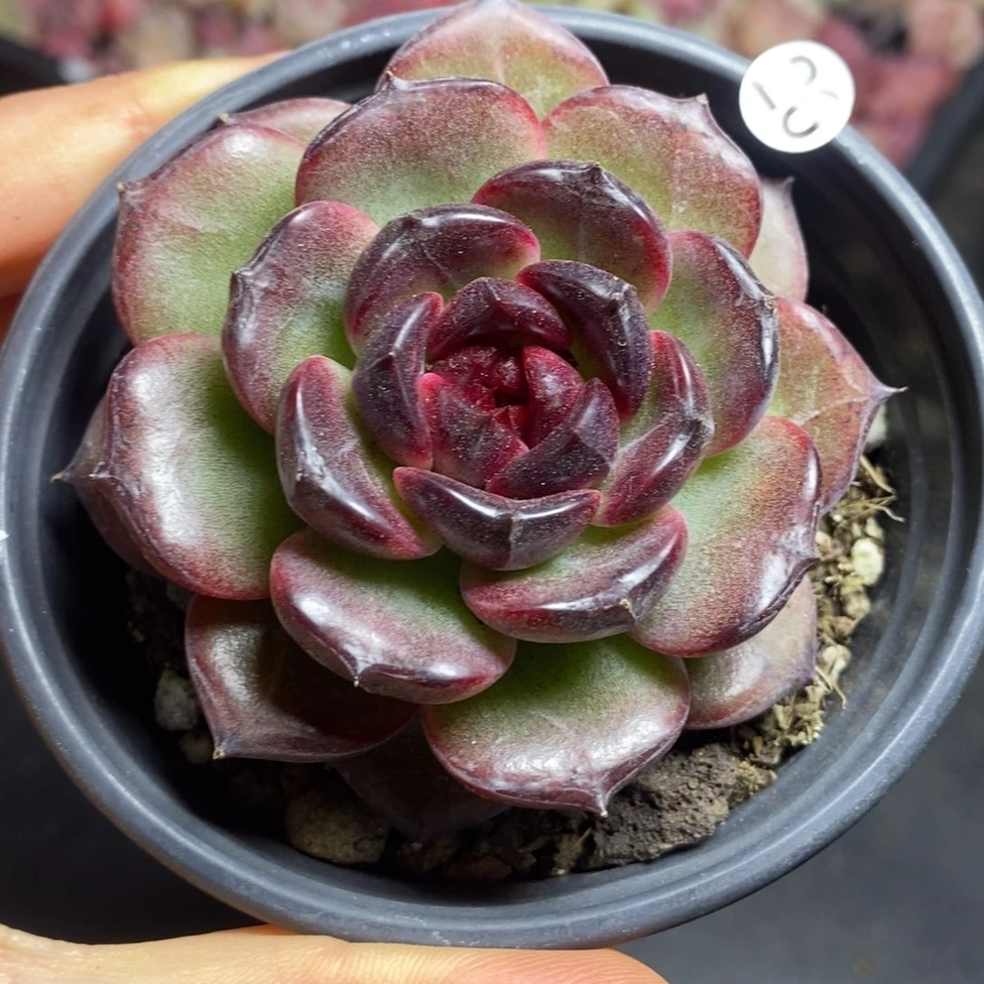 小冠服多肉精品多肉26