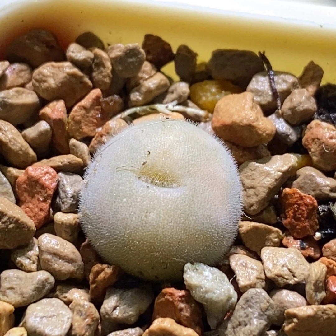 好看好看一颗d毛球