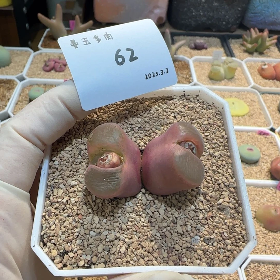 丁*多肉多肉多肉3.3-062