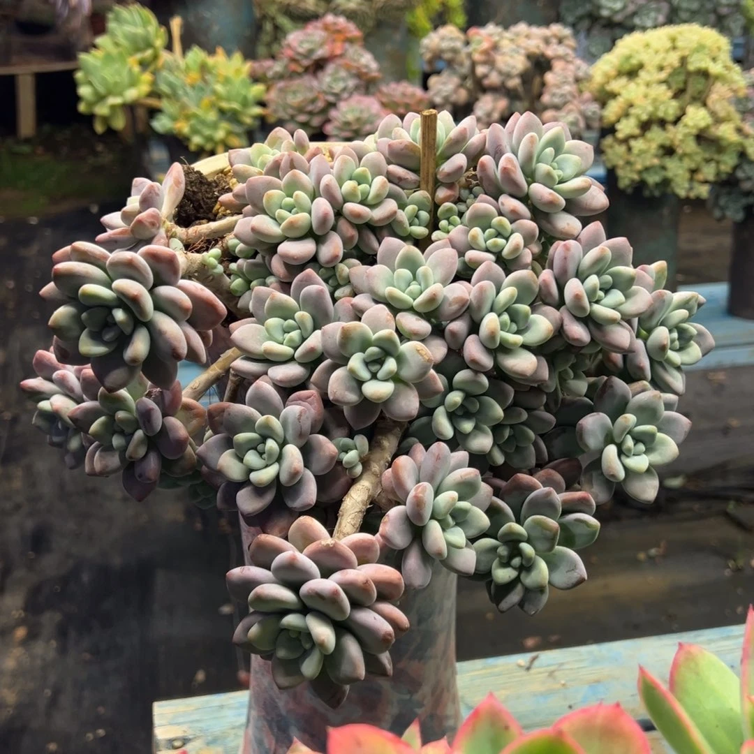 老桩洛神裸肉发货