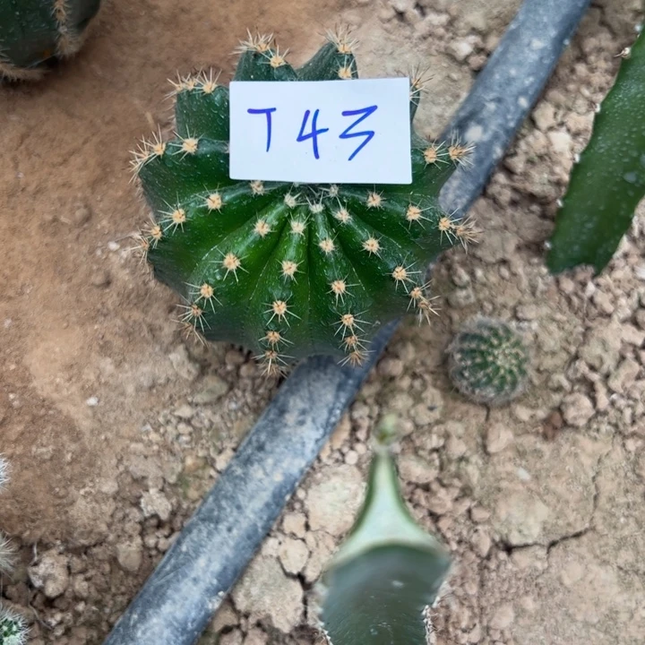 冰***洁T43彩草一颗13////