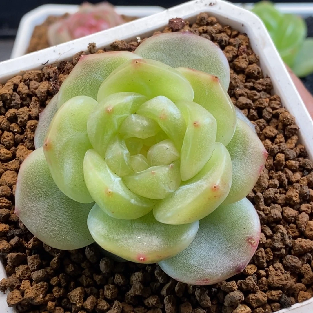 他刚才给百无禁忌