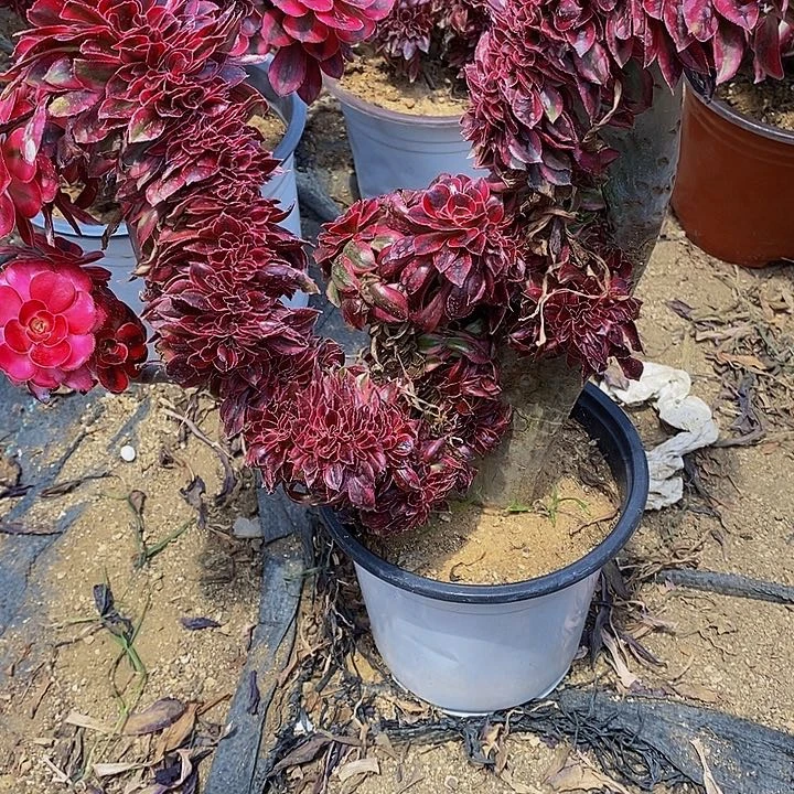 多肉香奈儿582多肉