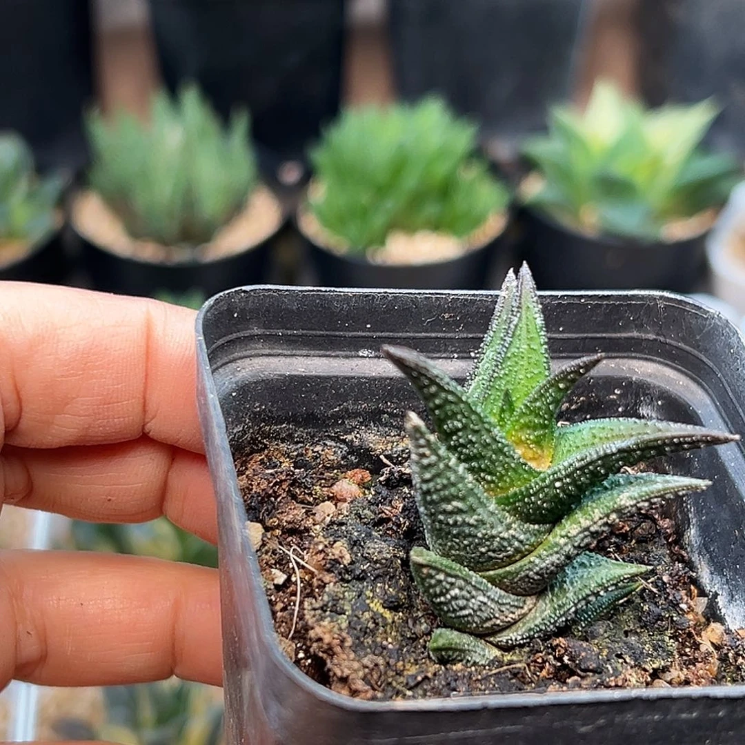 优选尼古拉硬叶十二卷