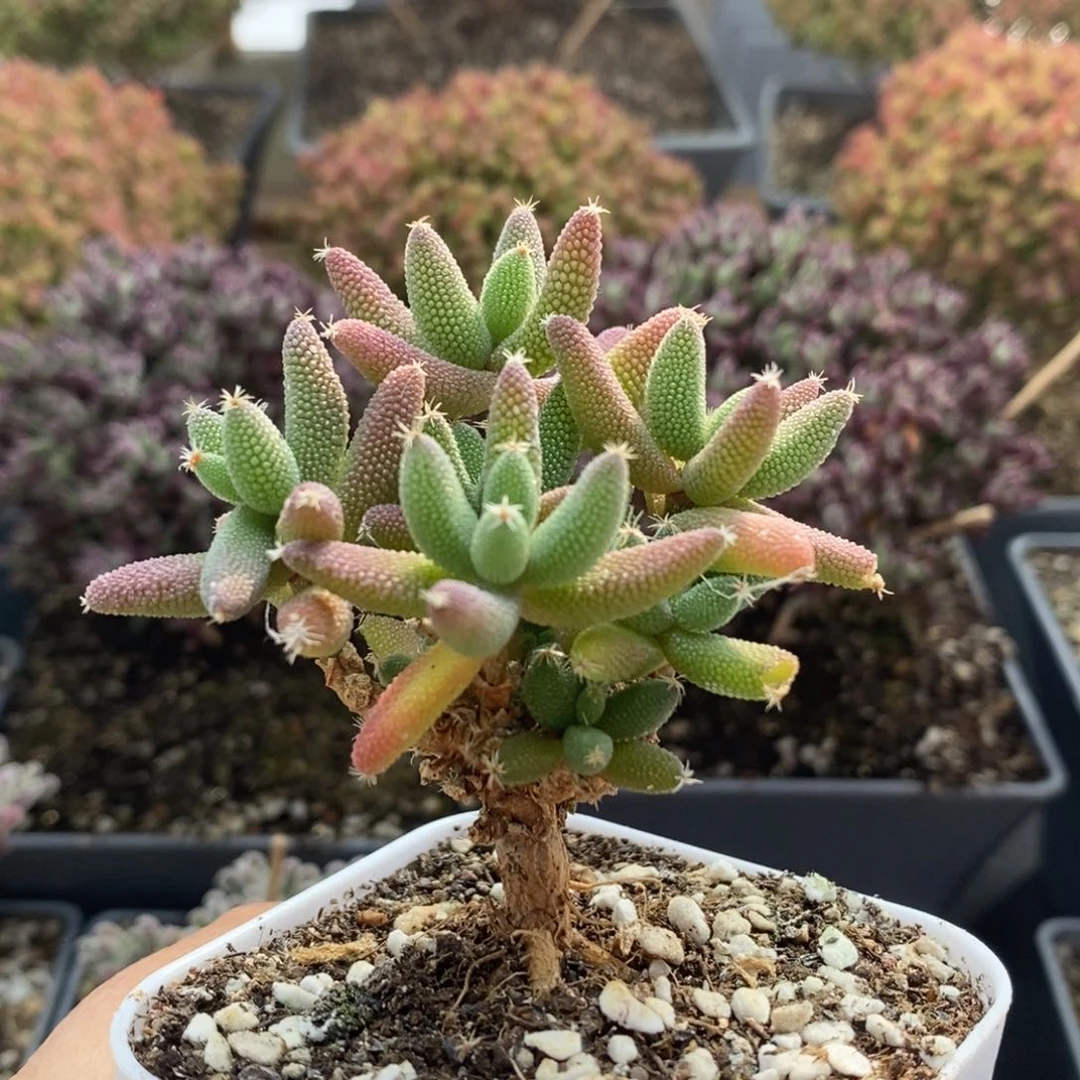 枝干实生玉米4721年后发货后