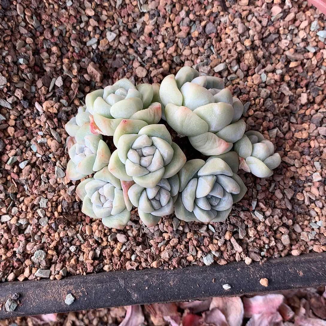 朱***。一物一拍，冰玉群