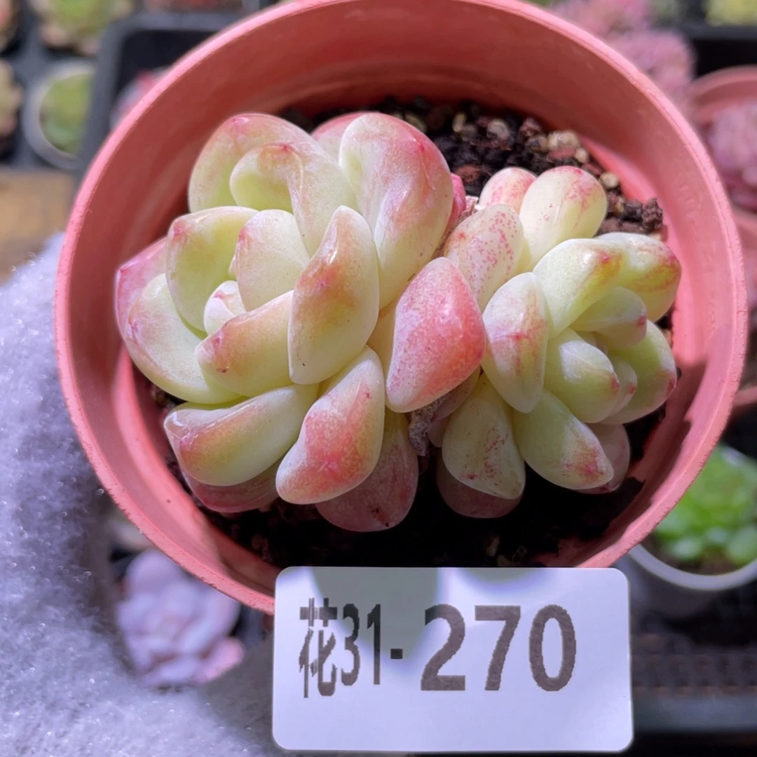 花利美31-270冰玉