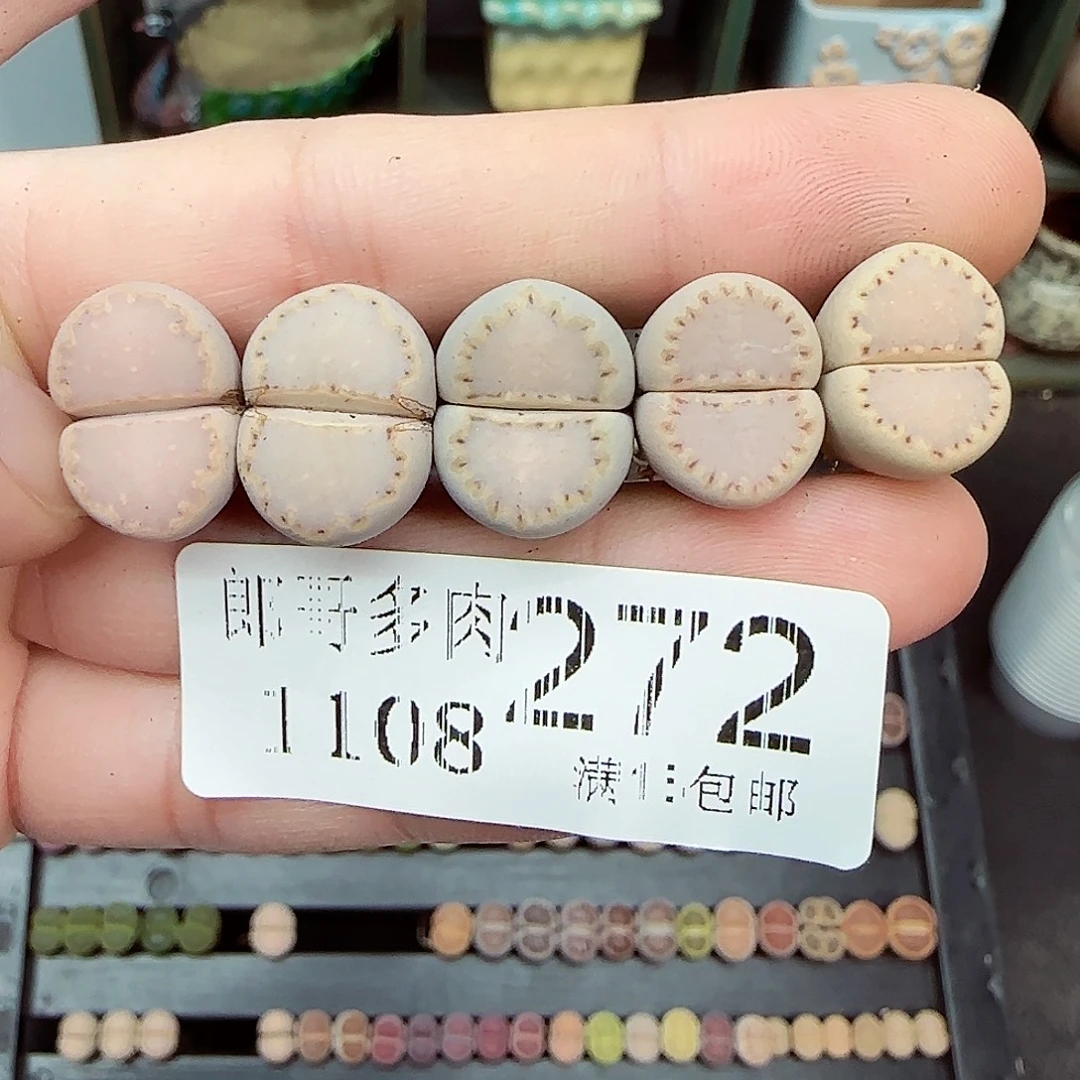 满满18包邮1108-272